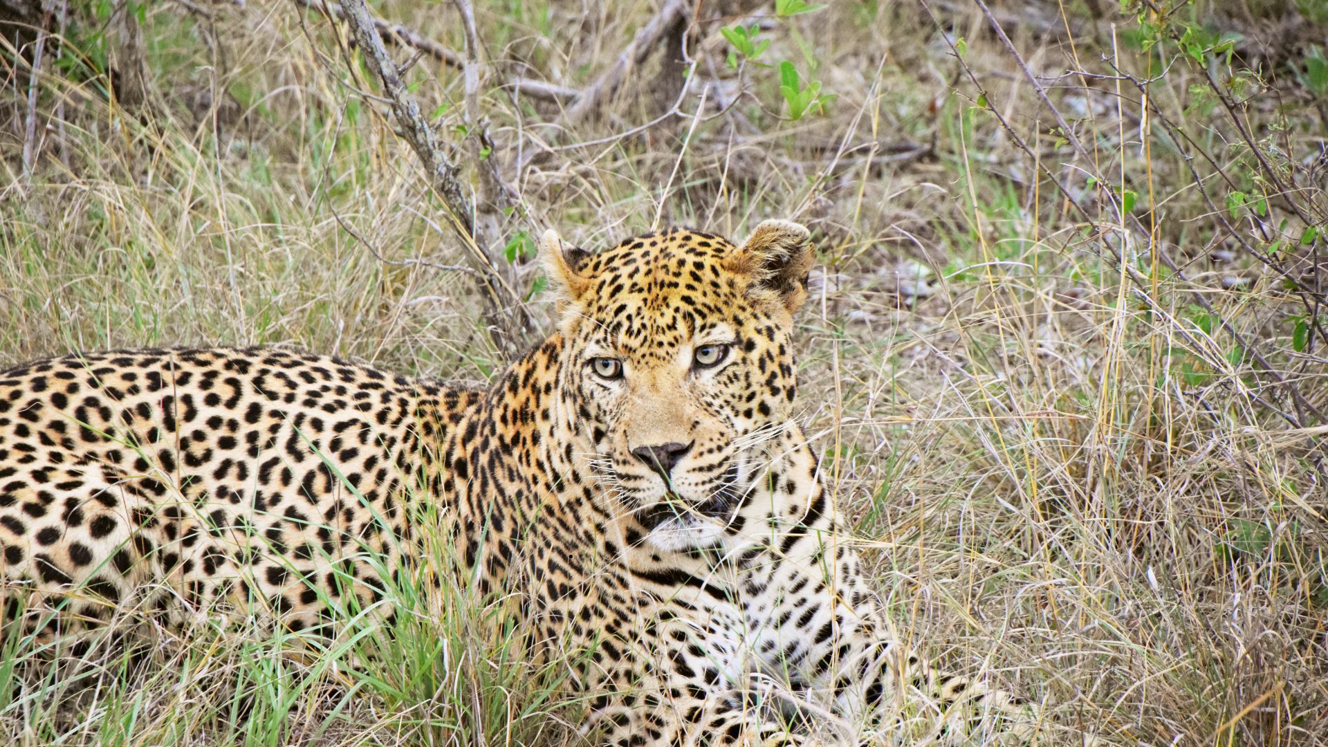 Kruger National Park - Image 4