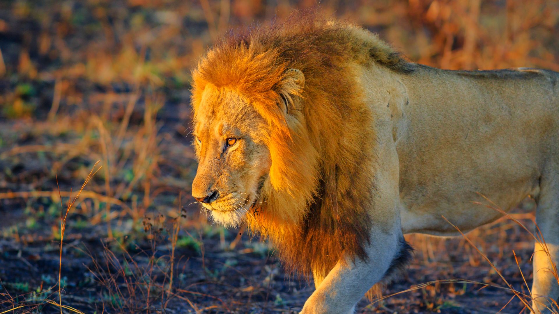 Kruger National Park - Image 1